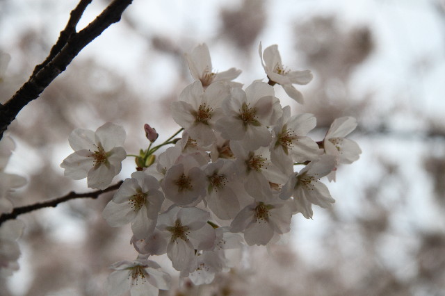 ファイル 2990-3.jpg