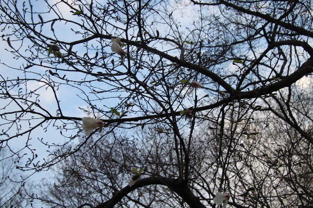 ファイル 2991-1.jpg