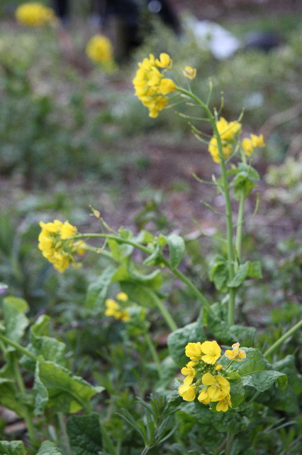 ファイル 2991-4.jpg