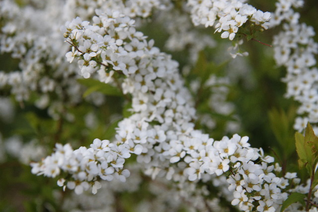 ファイル 2991-5.jpg