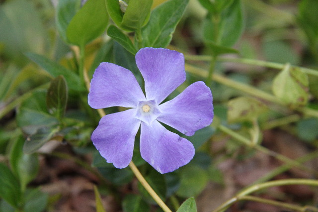 ファイル 2992-2.jpg