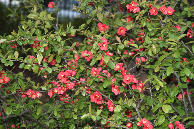 ファイル 2992-3.jpg