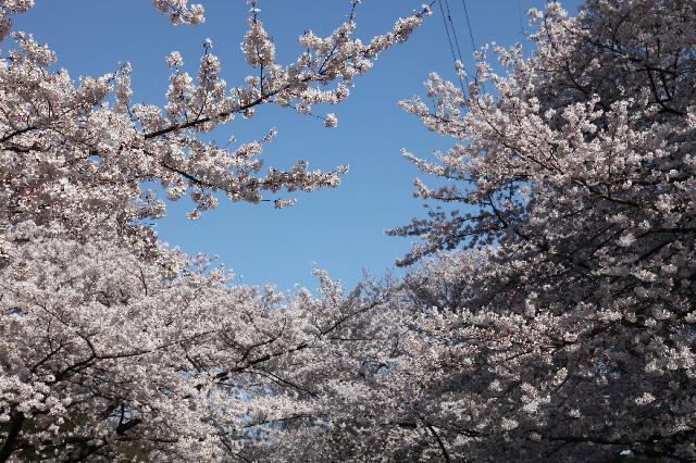 ファイル 2993-5.jpg