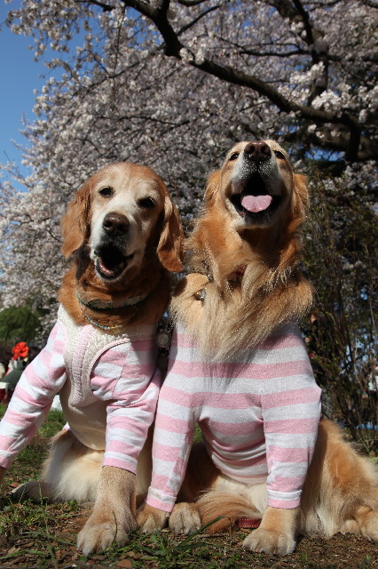 ファイル 2994-4.jpg