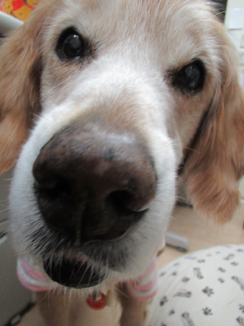 ファイル 2995-1.jpg