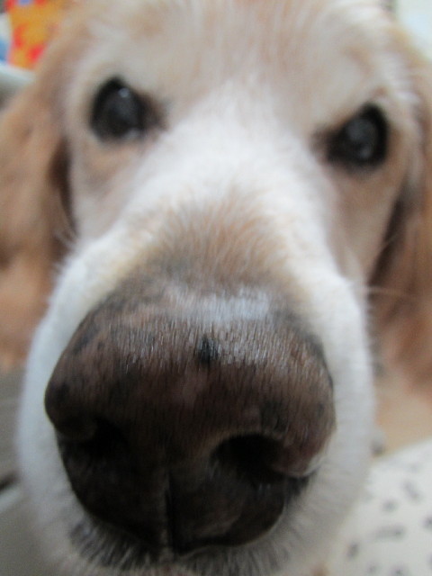 ファイル 2995-2.jpg