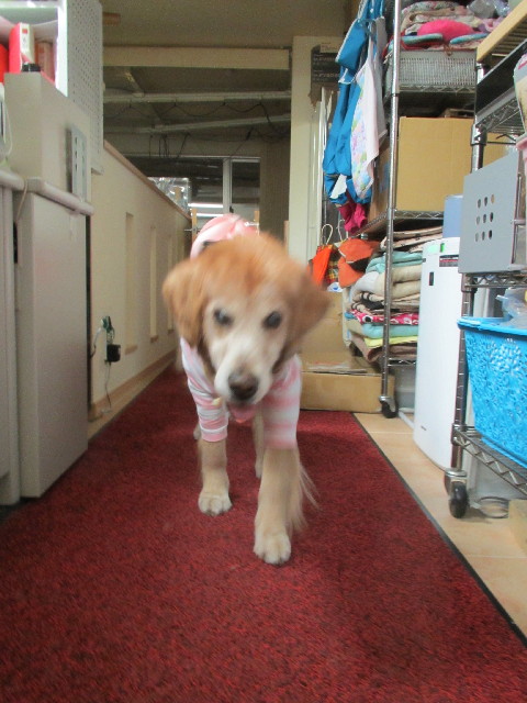 ファイル 2997-1.jpg