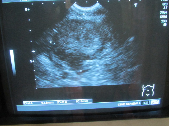 ファイル 2998-1.jpg