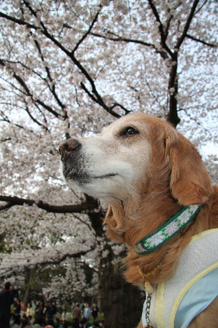 ファイル 3002-1.jpg