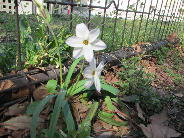 ファイル 3008-1.jpg