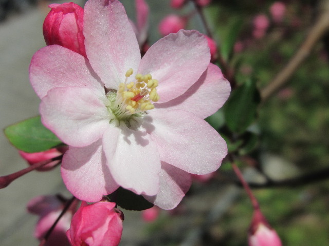 ファイル 3018-1.jpg