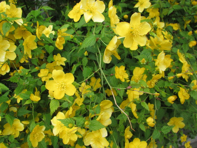 ファイル 3018-2.jpg