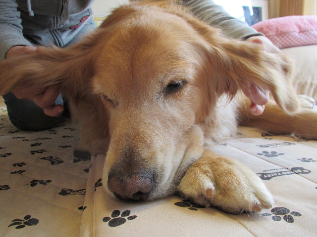 ファイル 3027-1.jpg