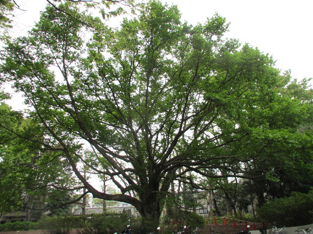 ファイル 3031-1.jpg