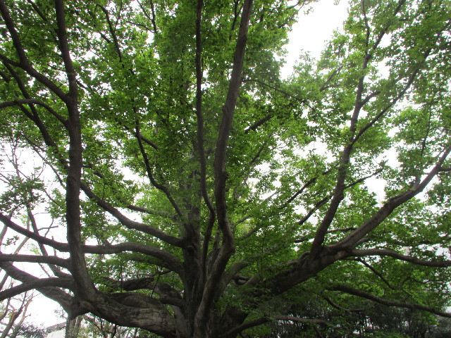 ファイル 3031-2.jpg