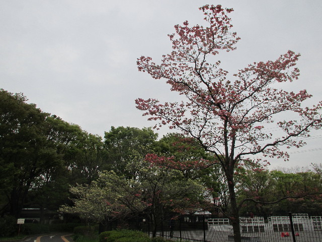 ファイル 3031-4.jpg