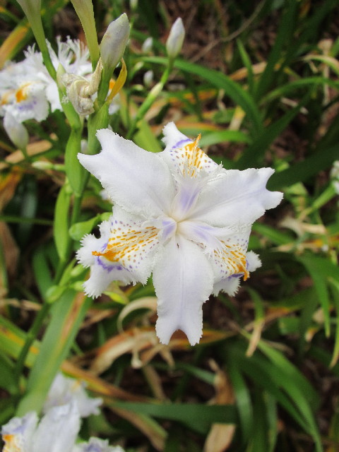 ファイル 3032-2.jpg