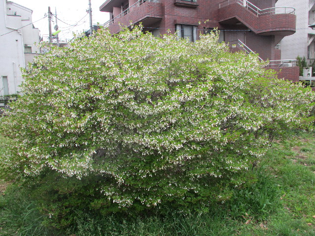 ファイル 3032-3.jpg