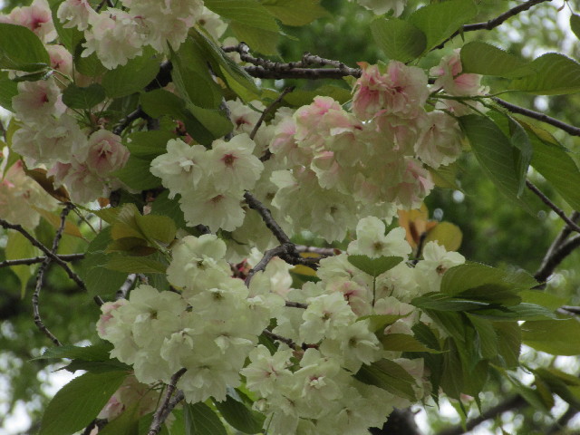 ファイル 3033-1.jpg