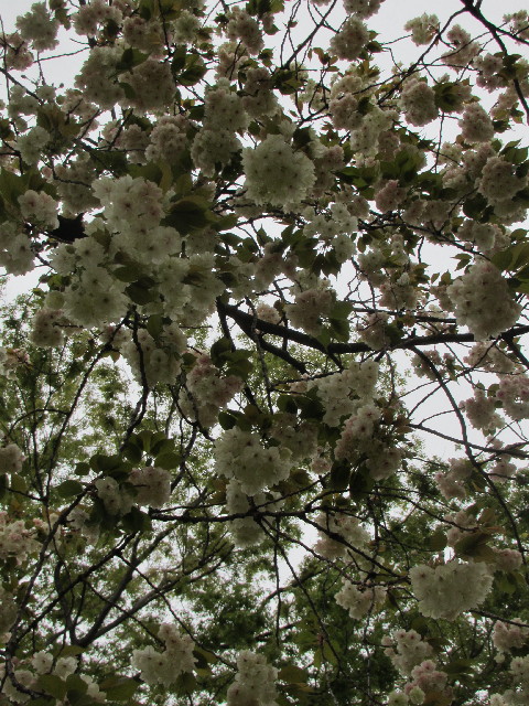 ファイル 3033-2.jpg