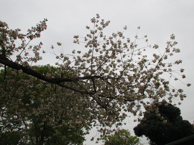 ファイル 3033-3.jpg