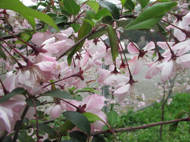 ファイル 3033-4.jpg