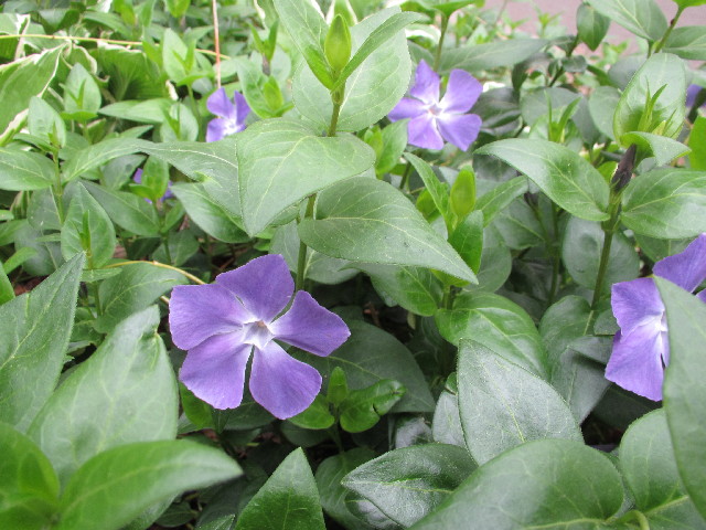 ファイル 3033-5.jpg