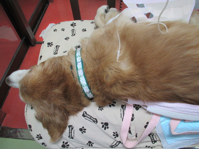 ファイル 3037-2.jpg