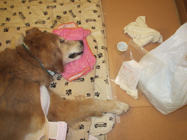 ファイル 3041-1.jpg