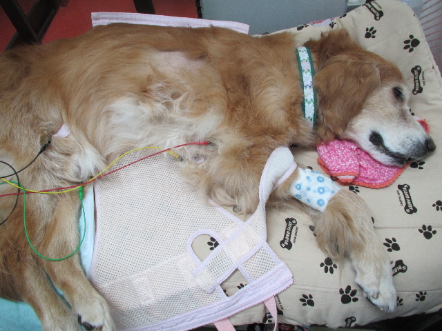 ファイル 3042-2.jpg