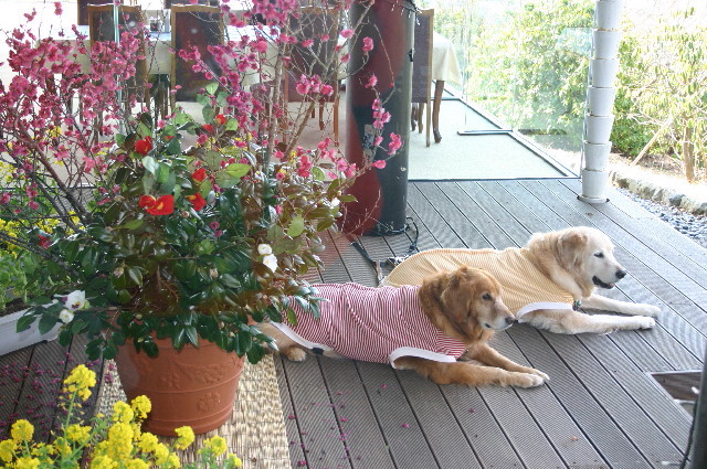 ファイル 3047-2.jpg