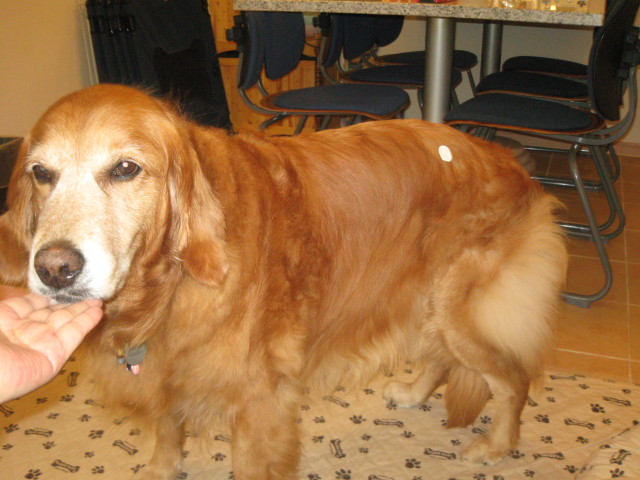 ファイル 306-1.jpg