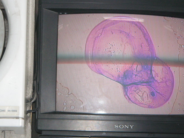 ファイル 306-4.jpg