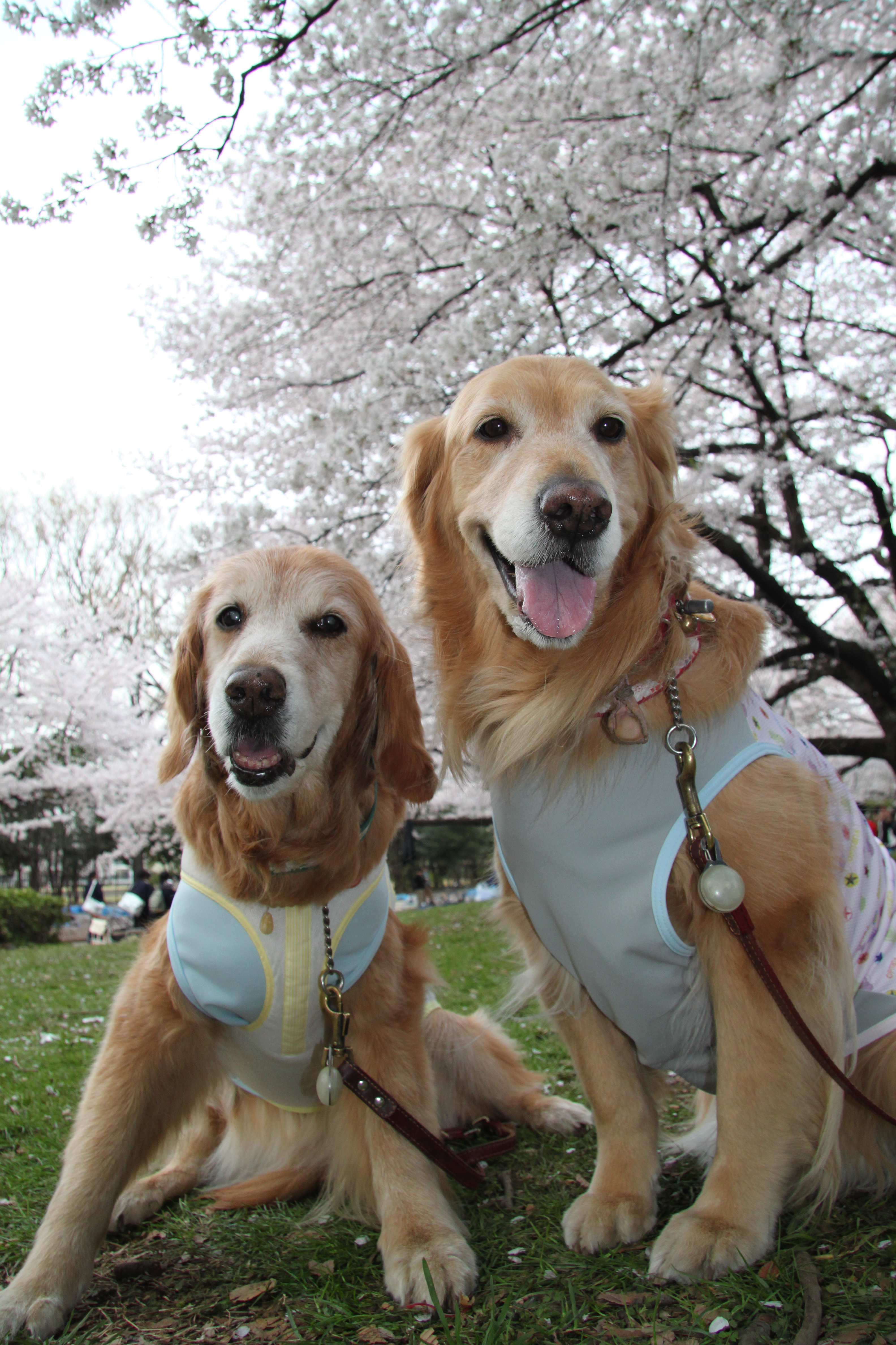 ファイル 3063-5.jpg