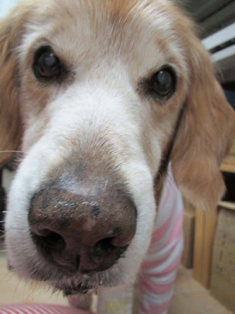 ファイル 3072-4.jpg