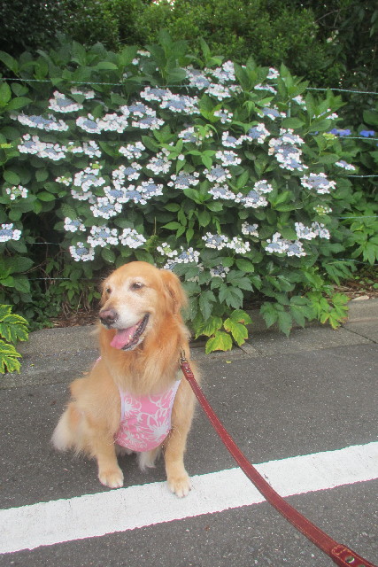 ファイル 3112-4.jpg