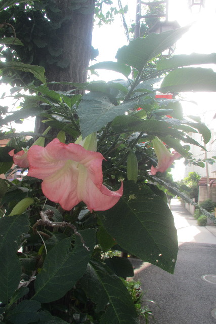 ファイル 3113-4.jpg