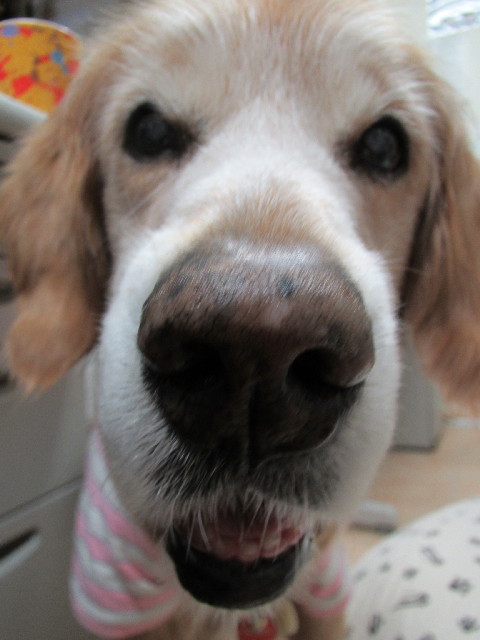 ファイル 3116-1.jpg