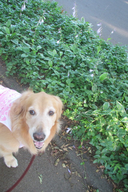 ファイル 3131-3.jpg