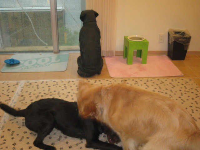 ファイル 314-1.jpg