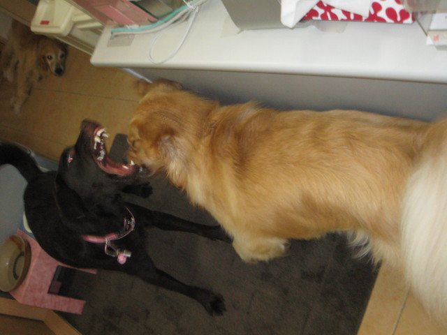 ファイル 314-2.jpg