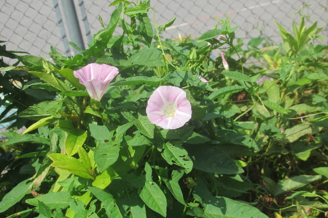 ファイル 3168-4.jpg