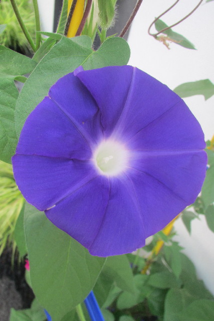 ファイル 3179-2.jpg