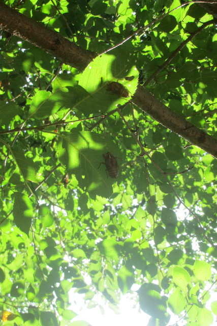 ファイル 3190-4.jpg