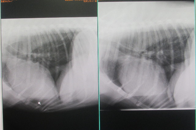 ファイル 3209-3.jpg