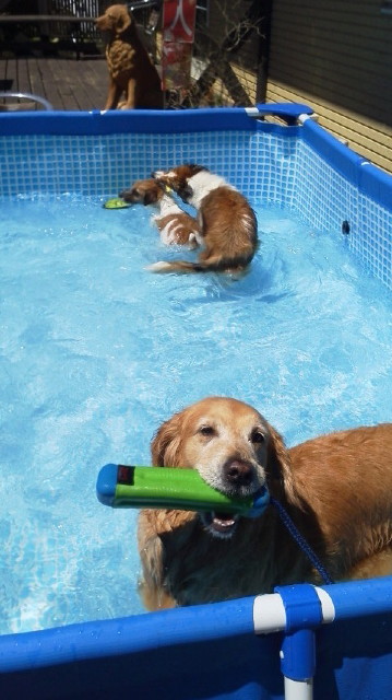 ファイル 3213-1.jpg