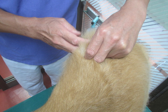 ファイル 3217-1.jpg