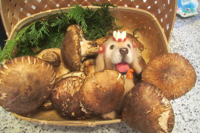 ファイル 3229-1.jpg