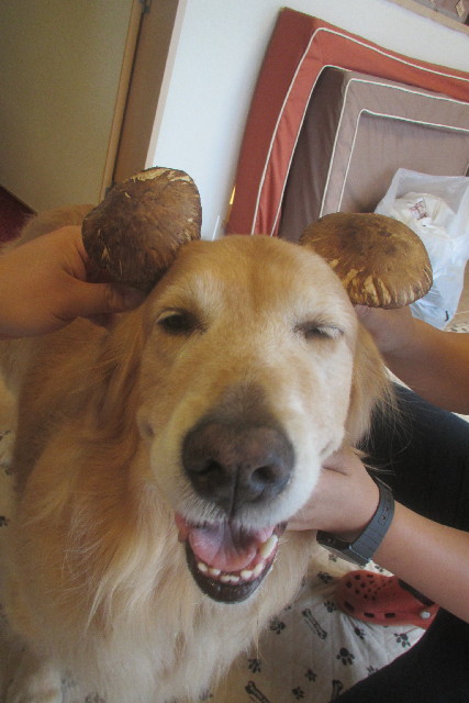 ファイル 3229-2.jpg