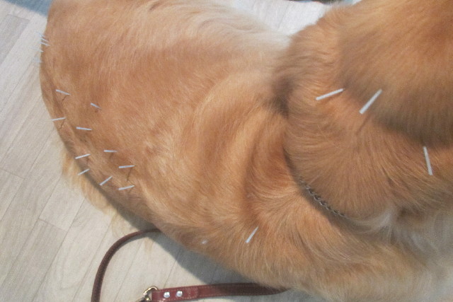 ファイル 3246-2.jpg